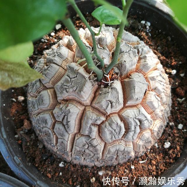 13种“昂贵花”,开花魅力无穷,可价格太高,养得起的人非富即贵