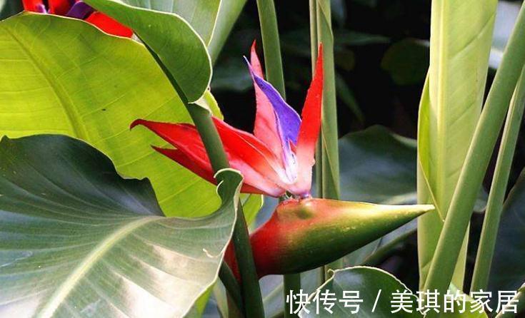 盆栽鹤望兰肥水管理做好此几点,简单好学,花大色艳