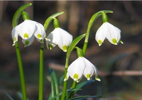 此花雪白无暇 别致的花姿宛如一个个下垂的风铃 寓意为纯洁干净 快资讯
