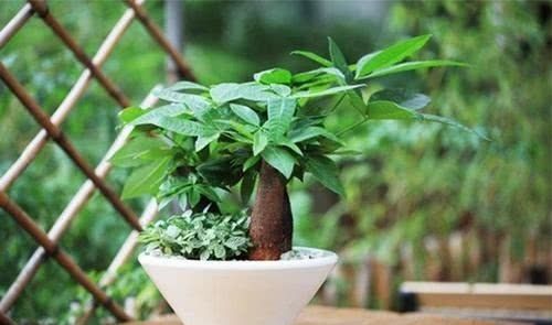 捡1物丢水里就成养花“万能水”,养啥旺啥,比花肥强10倍