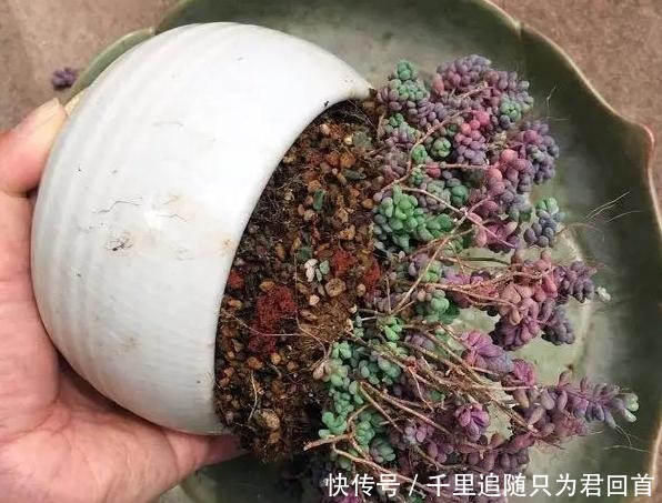 阳台养多肉选它们,好看好养易爆盆,分分钟变成一片''花海''