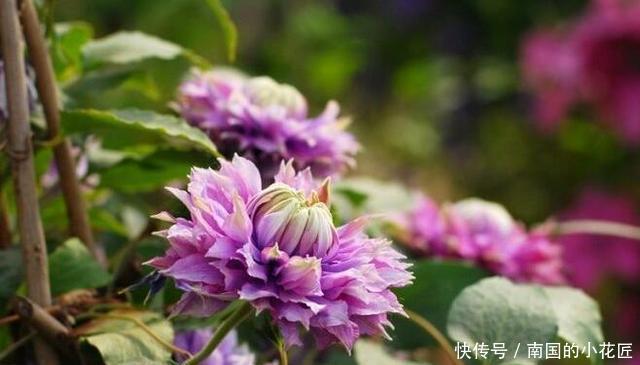  简直|家里养了这些花，简直美哭了