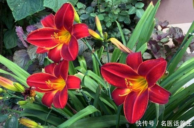 家里种棵“黄菜花”,开花几十年,花大如百合,满院“妈妈花”