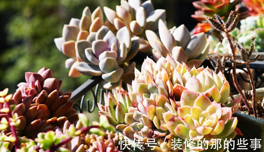蒂亚|秋季,对于多肉来说是个多彩的季节,你了解嘛