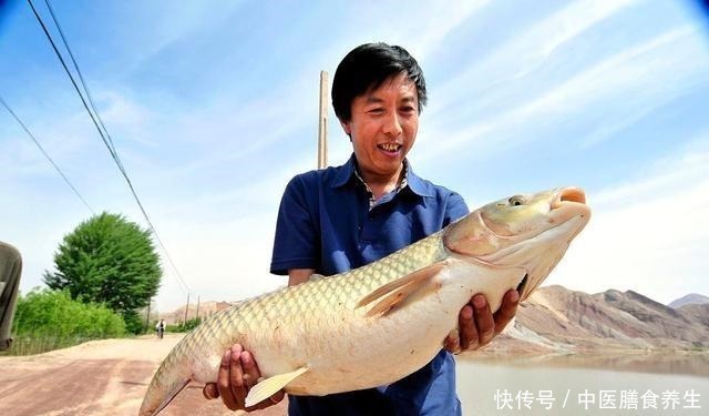 草鱼|草鱼为何难钓你错了!其实难的不是钓,而是鱼!