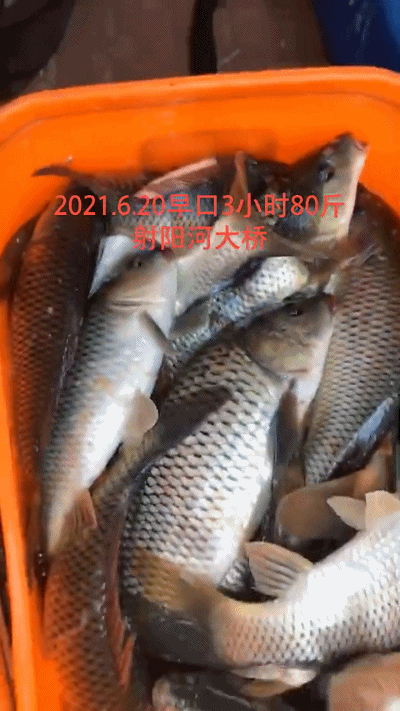 钓位|江苏一河道鲤鱼“大爆发”,钓鱼人:有人倒了十几车