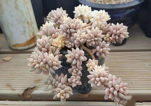 不死鸟|最好养的这些多肉植物,越懒越心动,养开后肉嘟嘟的可爱