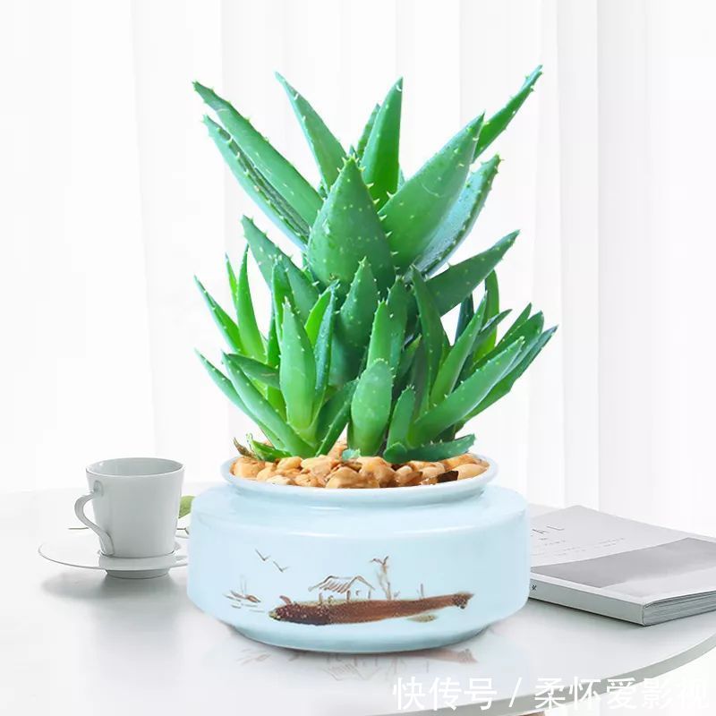 长寿|要想身体健康长寿,家庭必备的几种植物!