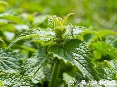 桑叶|为什么现在有些人开始吃桑叶了,吃这个东西什么用