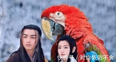 大雕#杨过的大雕最后去哪了倚天中早有暗示,结局让人难以接受!