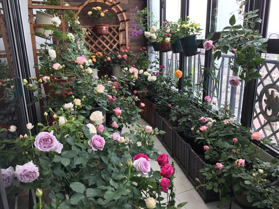 花卉|他养花“自制”有机肥,1月只浇“2瓶盖”,效果惊人,花肥不用买