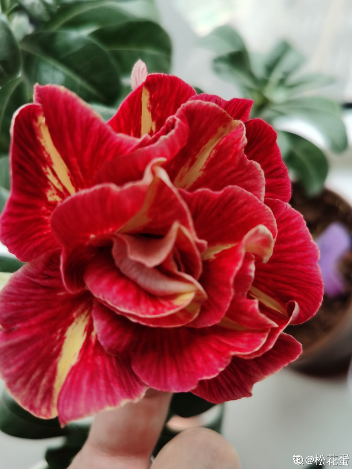 砂质土|沙漠般的天气还想养玫瑰？不用咋养，沙漠玫瑰就能怒放