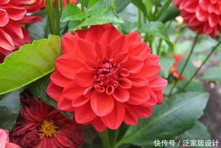 几款花,花艳易爆盆,花开芳香四溢,清香优雅