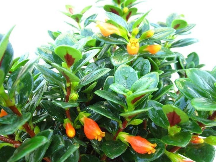 养花试试这几款,能在雪中盛开是花卉市场上非常受欢迎的花