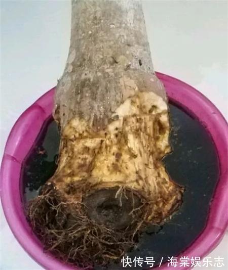根系|绿萝、发财树蔫了别浇水，浇一盆死一盆，要这样救治