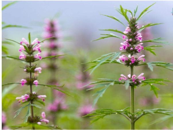 人的一生|李时珍一味“野花”泡水连喝7天,治疗痔疮,缓解便秘保健康!