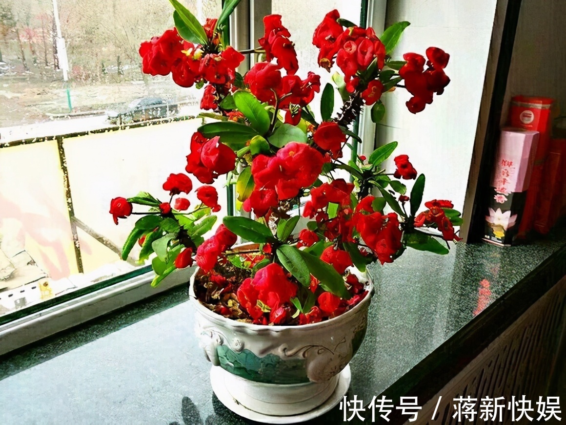 仙人掌|五种开花小机器,超级“爱开花”,家里养一盆,秋冬有花看