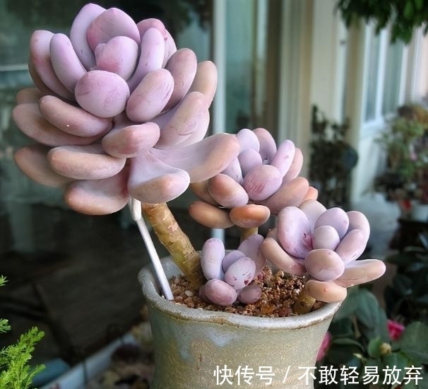 多肉盆栽,天冷不上色怎么办?关小黑屋叶子1个月就变糖果色