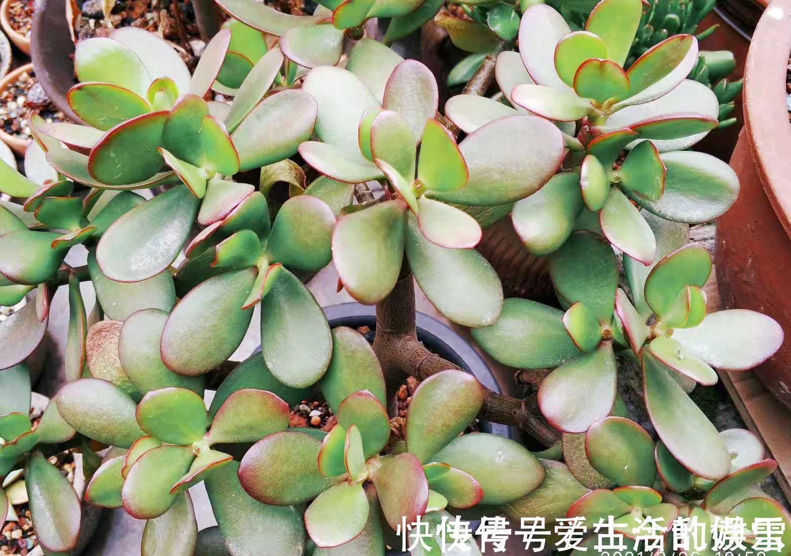 黄金花|养多肉不想买土?试试此8个品种,它们可以说是最不挑土的多肉了