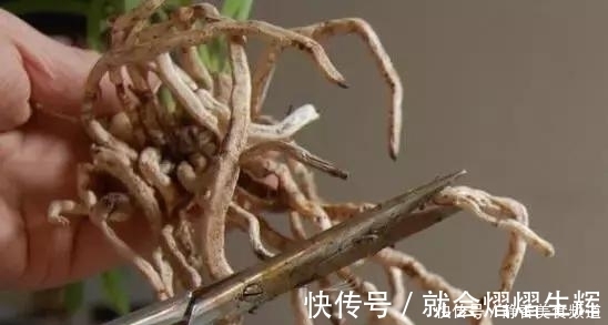 花卉换盆时,这些没做好,就等于白换了