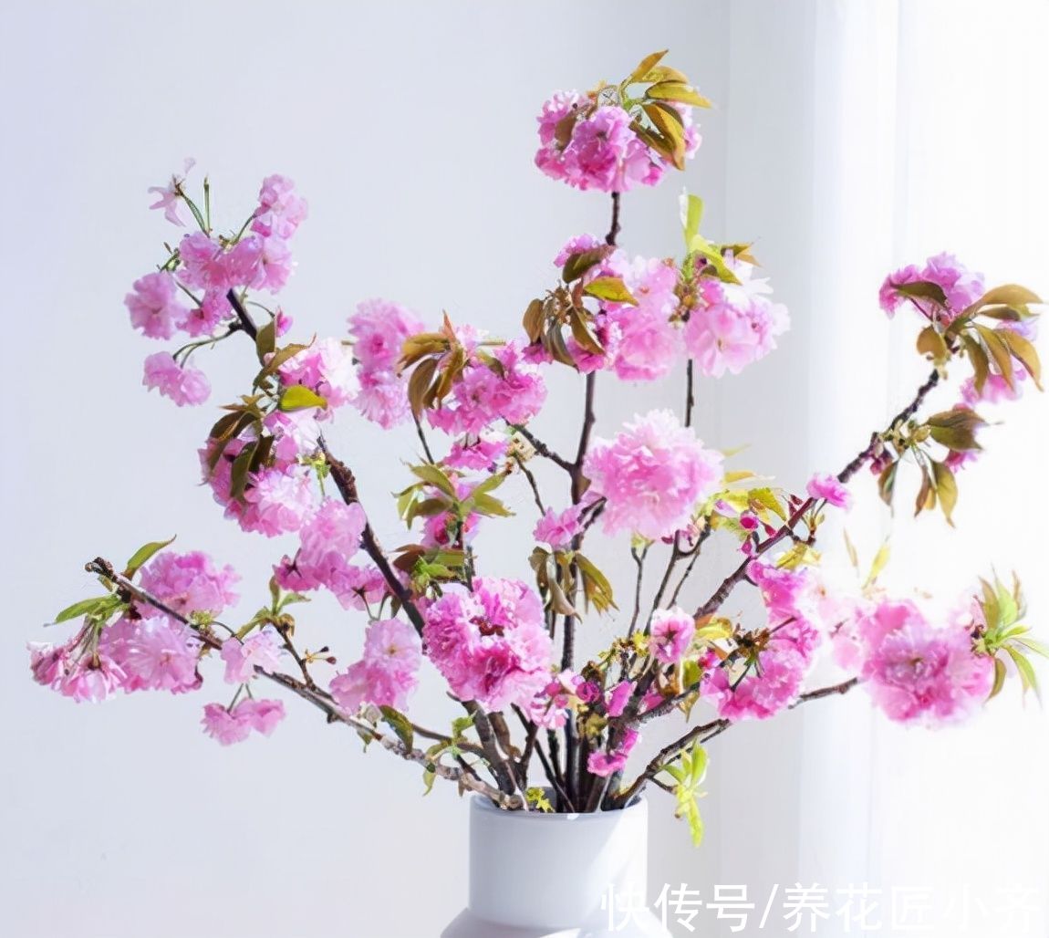 过年可以买4种“枯枝”，插到花瓶半个月，枯木逢春开满花