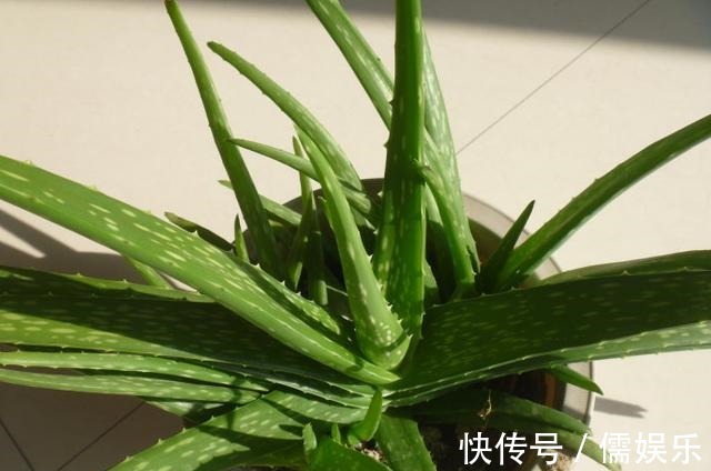 养文竹就要“狠”,黄叶枯枝直接剪,套个袋重新变成小树林