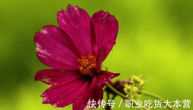 横财|11月起，运势节节高升，福旺运旺财旺，生活蒸蒸日上的四大生肖