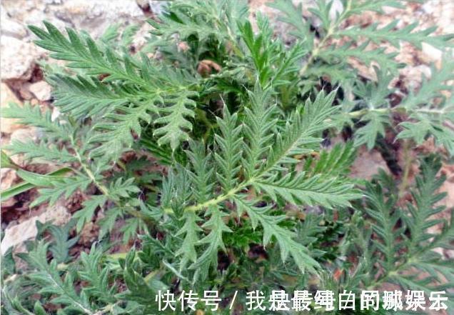 农村|农村山上一种野草,是“糖尿病”人的福星,剥开就能直接吃