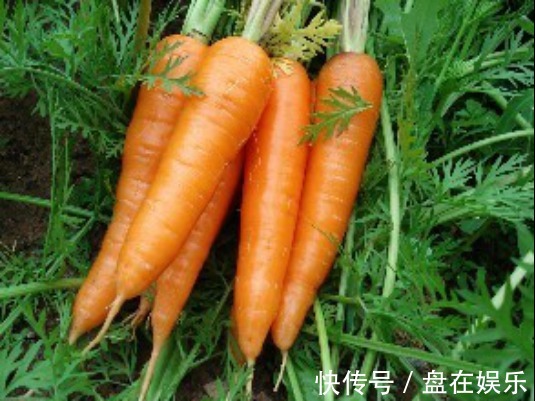 美容抗癌|胡萝卜除了美容抗癌,还有这种疗效,快来听听专家怎么说!