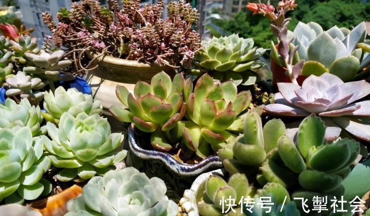 高手|这1点没做好，多肉颜值会下降！看看高手怎么处理枯叶