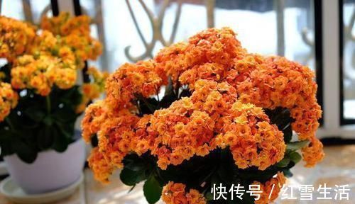 养花要“心狠”，这种枝条，见一根剪一根，开花翻十几倍