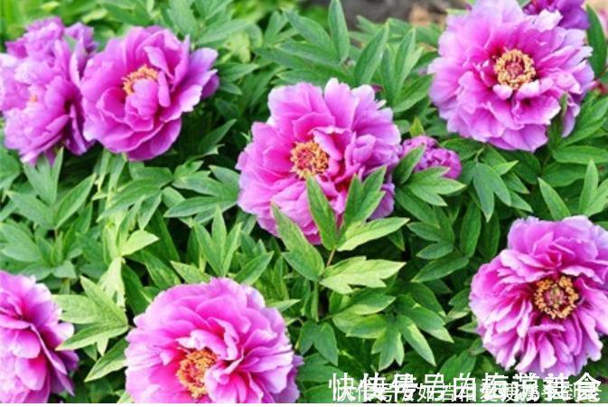 曲瓣|4种花,一养就是100年,开花漂亮,优雅高贵,养成“传家宝”