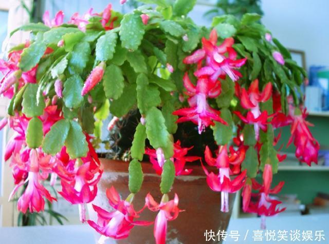 4种花被称为“夏必死”,没有大棚环境,新手春季最好不要买