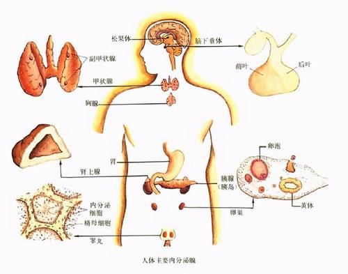 明明一直在补钙，老人还是「骨质疏松」了？