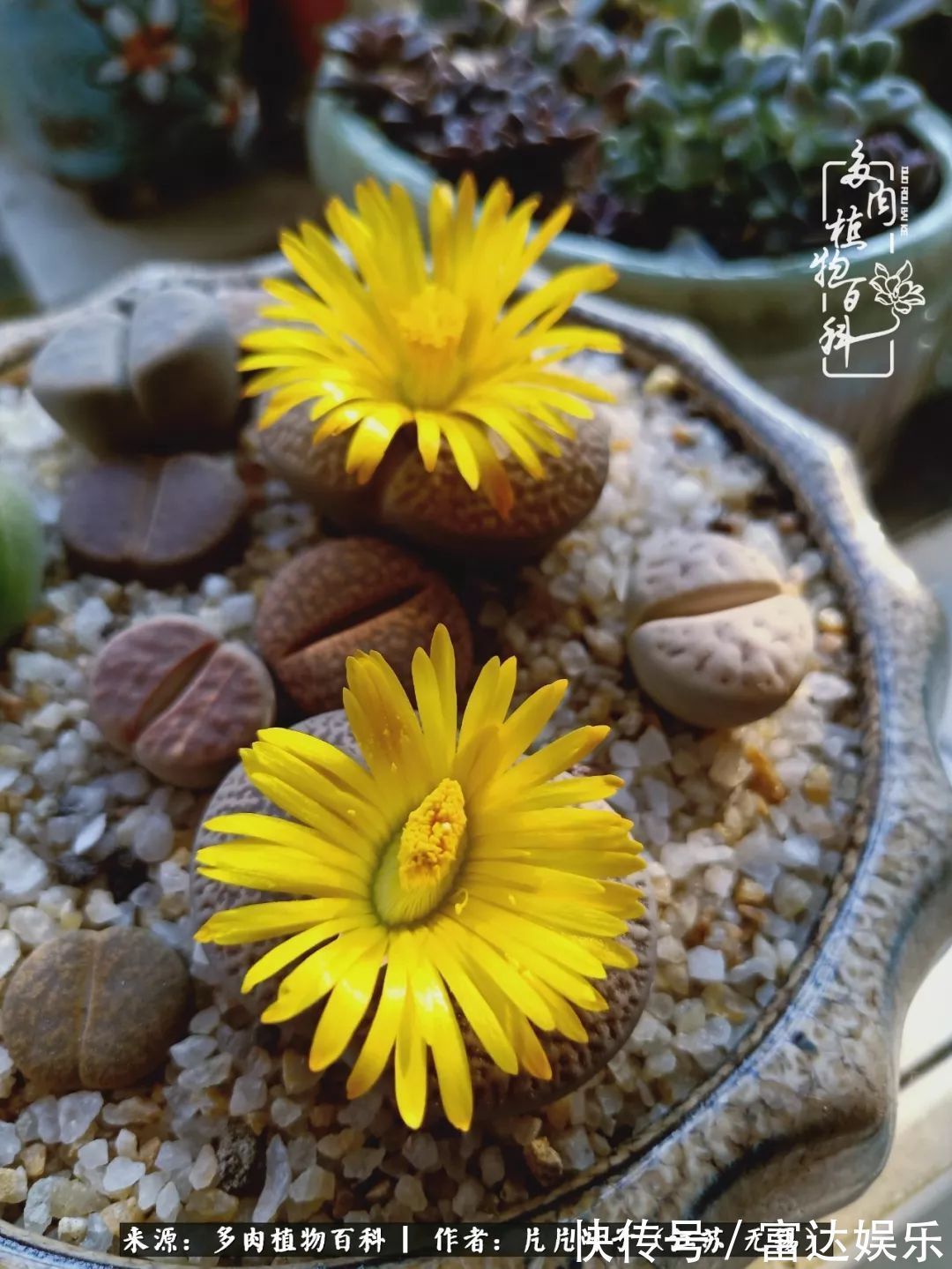 养肉路上，累并快乐着！时光不语，静待花开！