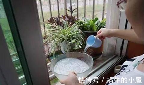 浇花|淘米水浇花有什么好处，掌握正确的方法非常关键