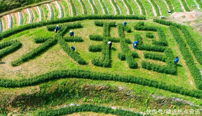 东至开放两条独特茶旅线路