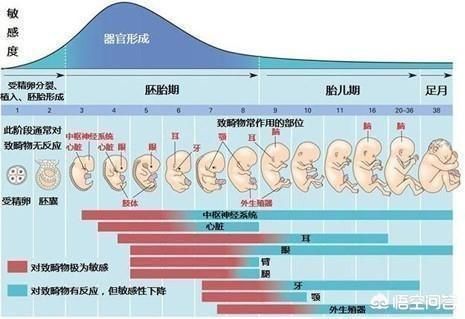 敏感期|怀孕1个多月的孕妇因感冒喝了几包999感冒灵和黄连上清片，会对胎儿有哪些影响？