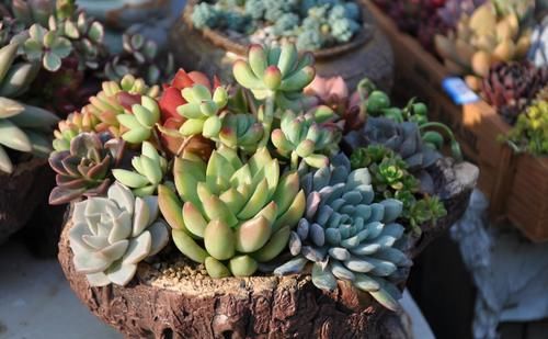 这些年“懒养”多肉的人都后悔了吧，毕竟满足这些植株才长得美