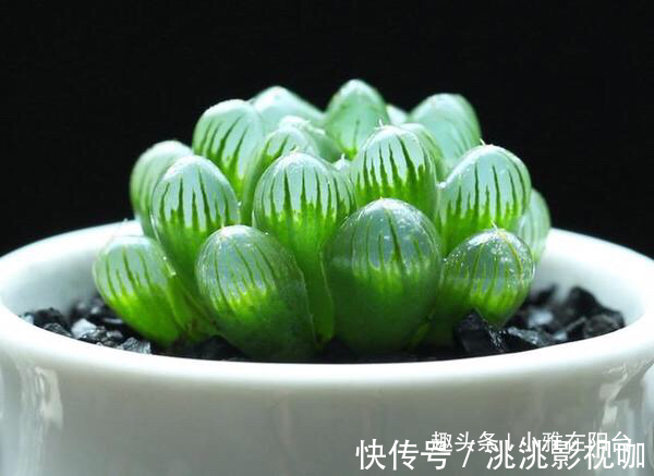 秋季养多肉可以淋雨吗有优点有缺点,做对“一点”,长成小胖子