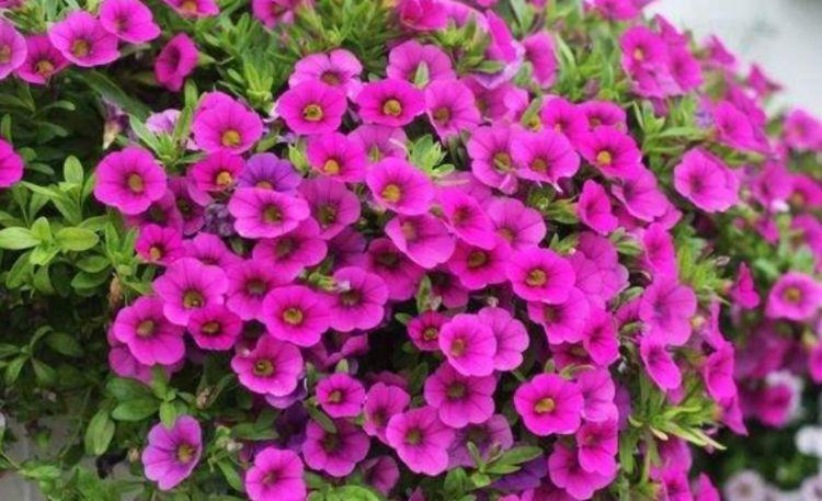 养花试试此几款,全年开花不停,四季有花开,花香四溢飘满屋