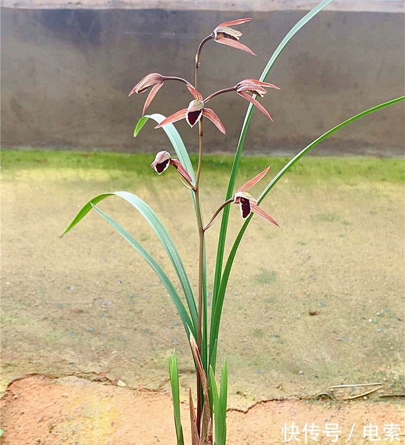 此兰花是我国“独有”,古香古色,花姿修长而清瘦,不输名贵品种