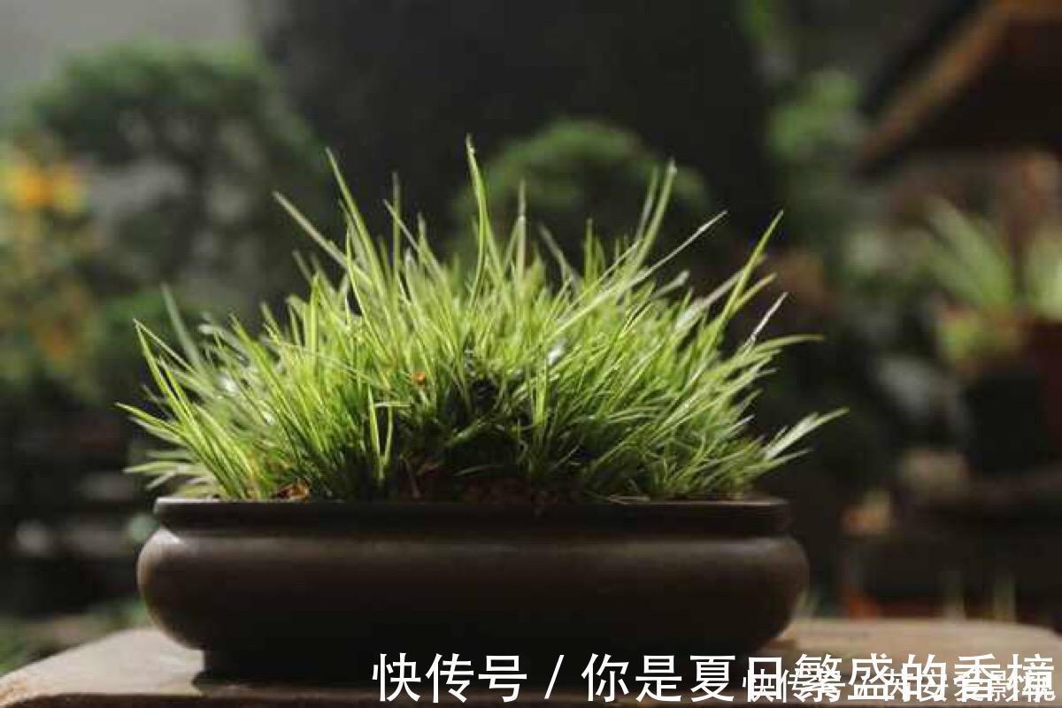 植物|菖蒲是盆景不可缺少的装饰植物，多浇水少施肥，湿着养