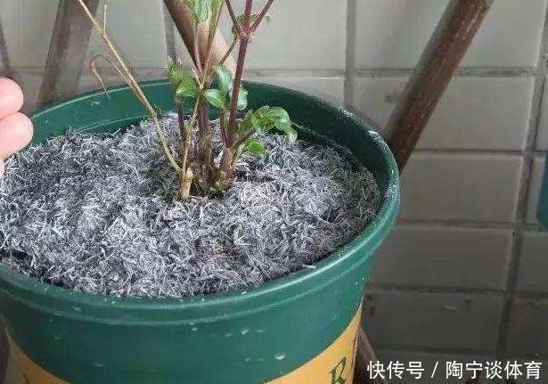肥料|什么药片水、黄豆水，都不如家里“2种灰”，养花杀菌灭虫、补肥