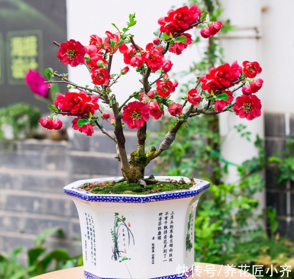 叶片|室内养木本海棠，对它要“狠心”，掌握技巧，才能年年开花