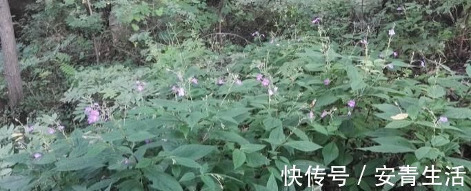 草药|这种能续筋接骨的草药，长在路边，竟无人认得，中医，真的式微了