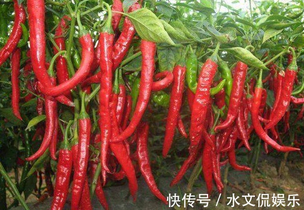 萝卜|俗话说多吃萝卜少吃药!有4个禁忌,吃错遭殃的是自己