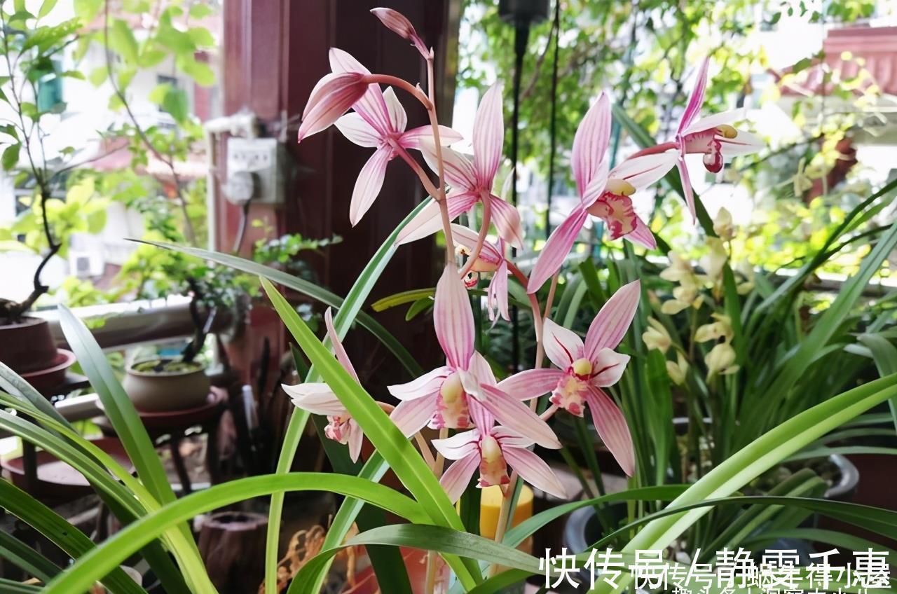 想让兰花早发芽，这“三位置”留点水，催出一圈苞，绽放层叠群兰