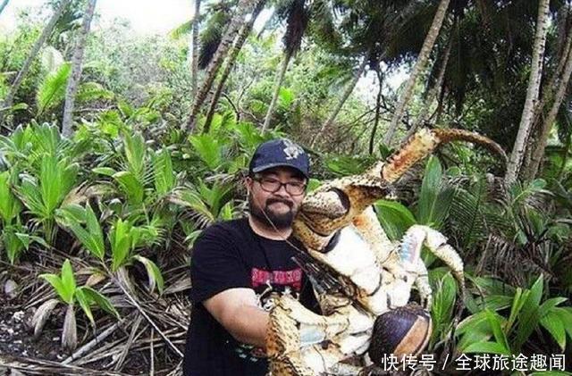 会开椰子的椰子蟹,破坏力真是太可怕了,一招夹开椰子!