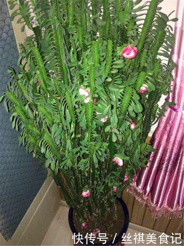 仙人掌|2种盆景被公认“长得丑”，殊不知是睡眠“守护神”，再丑也得养